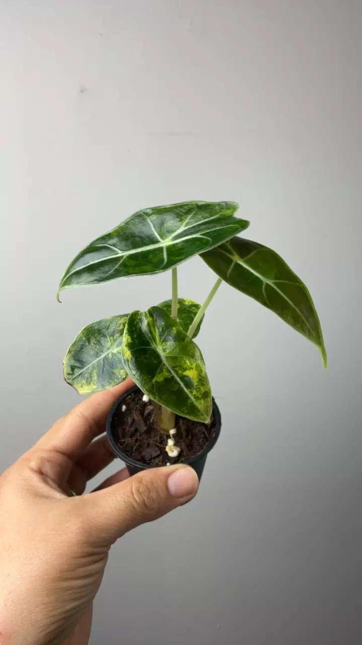 3629 suhirmaniana thumbnail