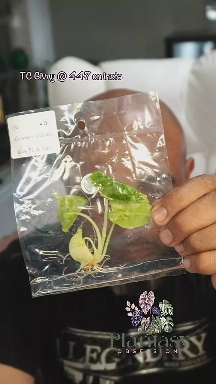 5 golden bone pink tc thumbnail