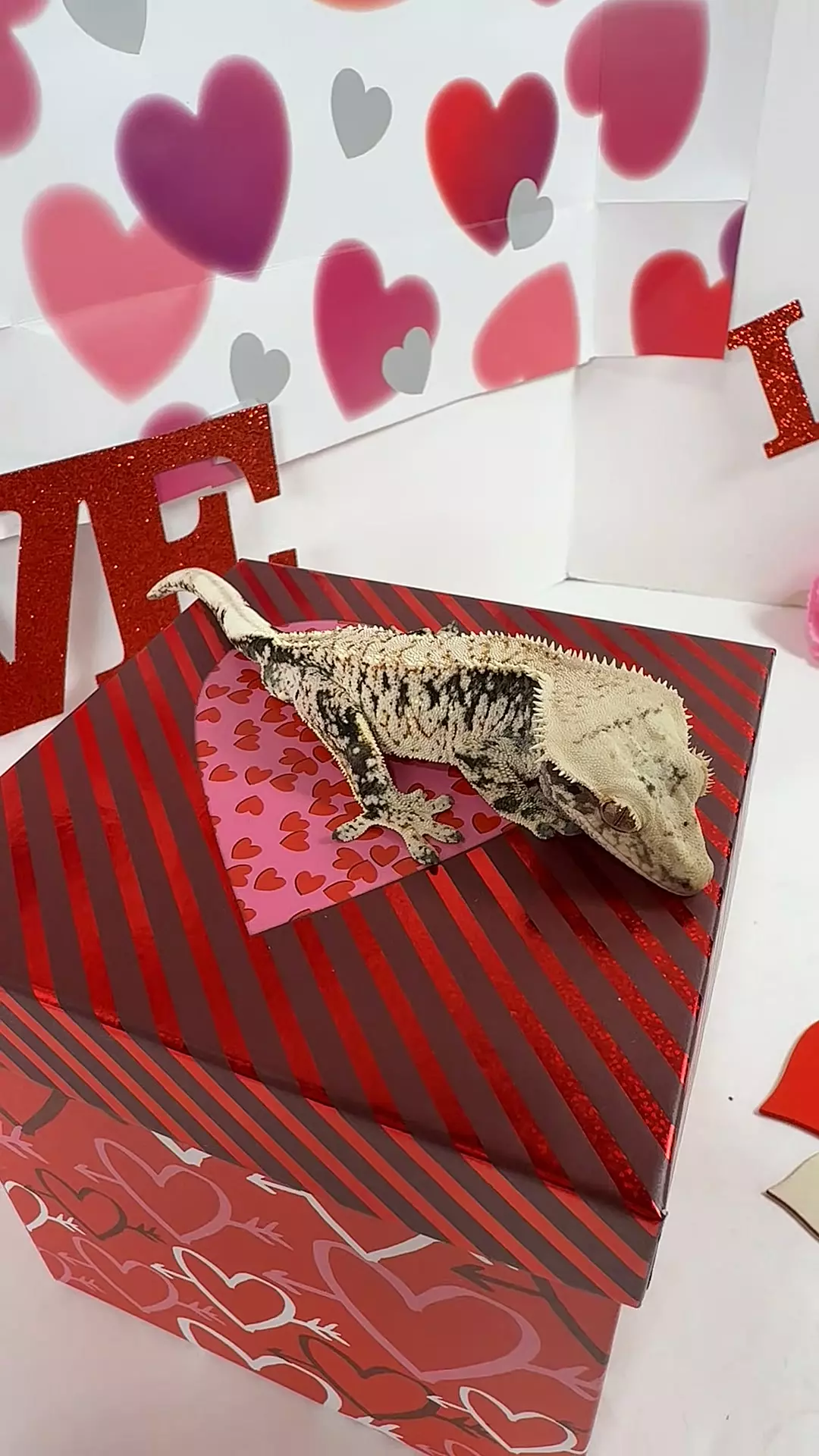 male 36g, 24ZedFla1017 thumbnail