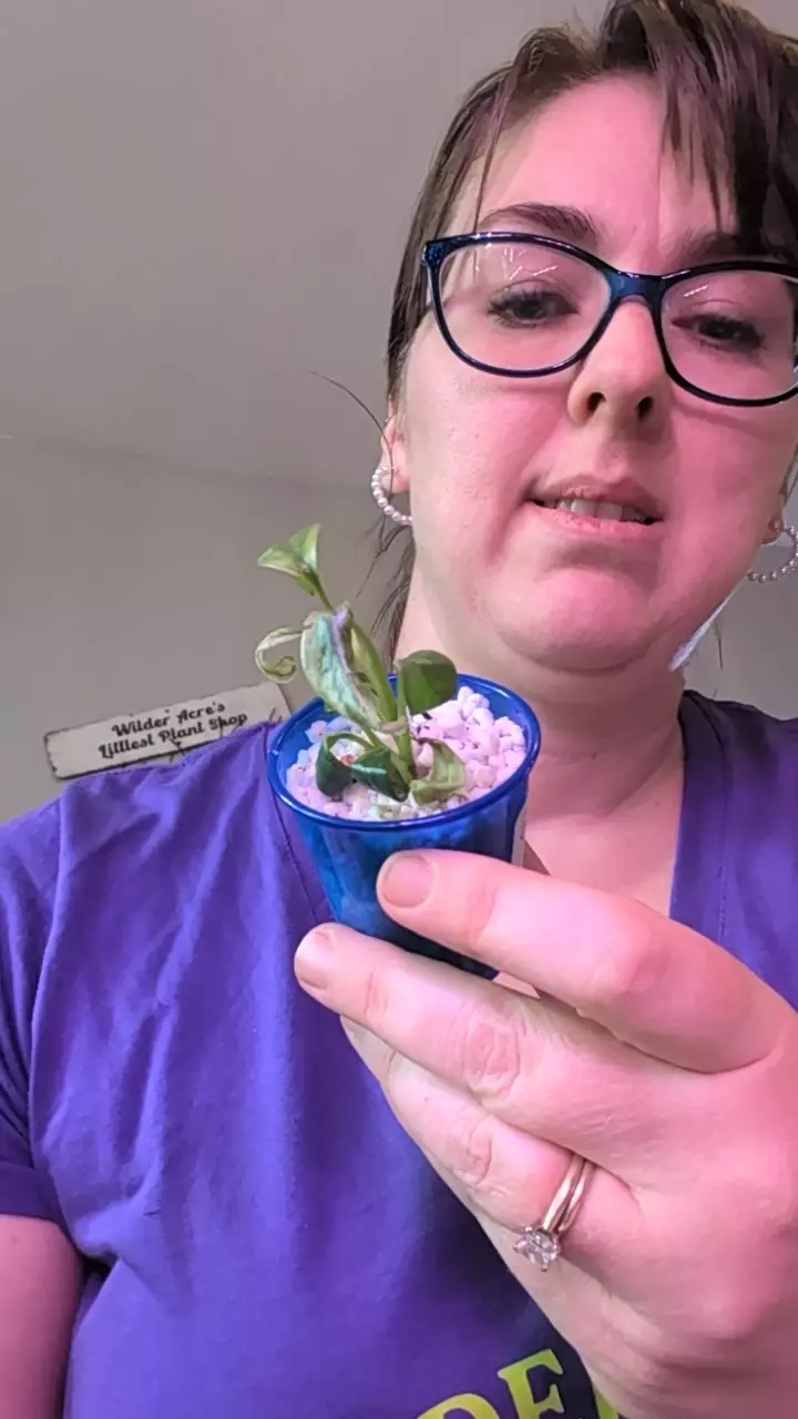 epi gigantium var thumbnail