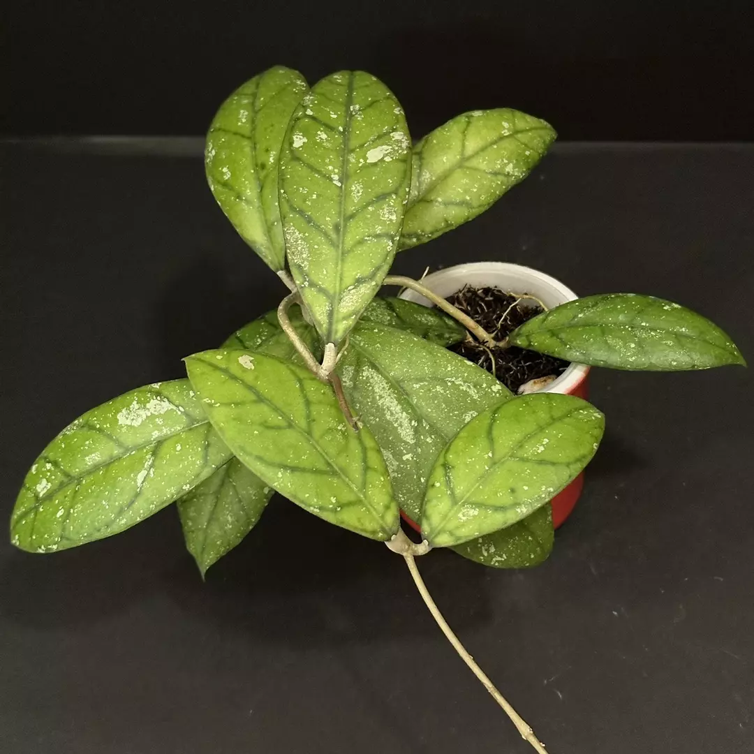 0618 Hoya GEH2418-17 (GEH 'Moonglow' x AH 'Blue Stone') thumbnail