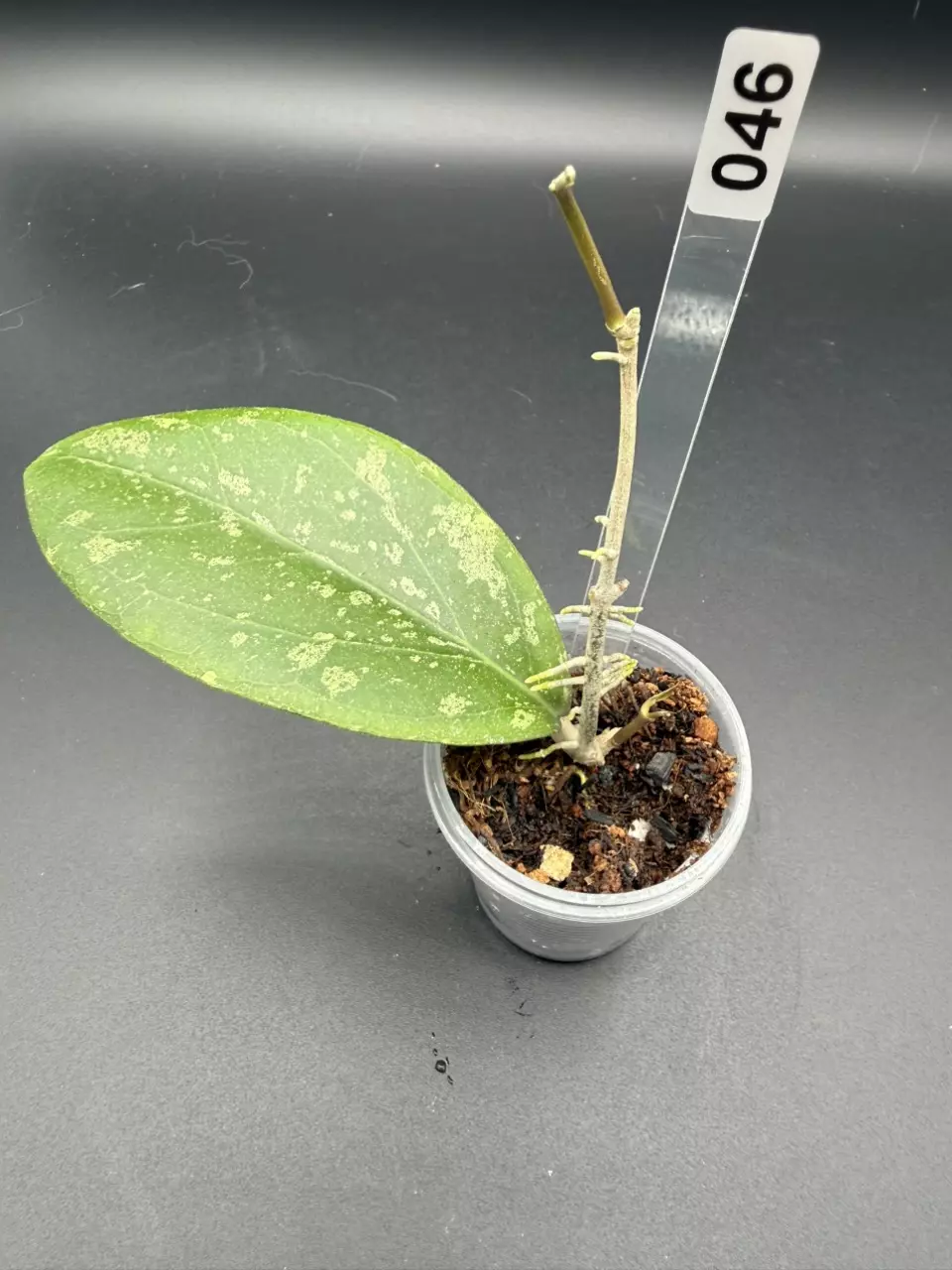 046 Hoya GEH2301-11 (Swiffer's Dream x Chicken Farm) thumbnail