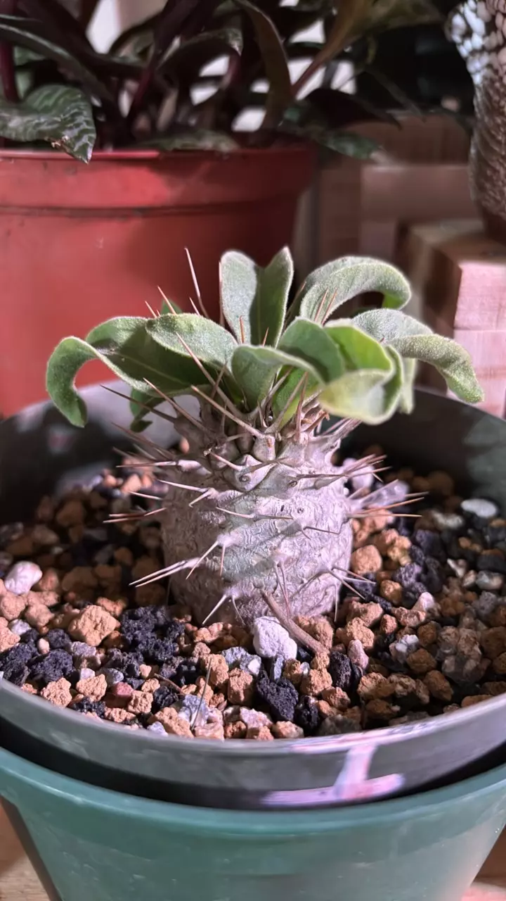 Pachypodium Namaquanum thumbnail