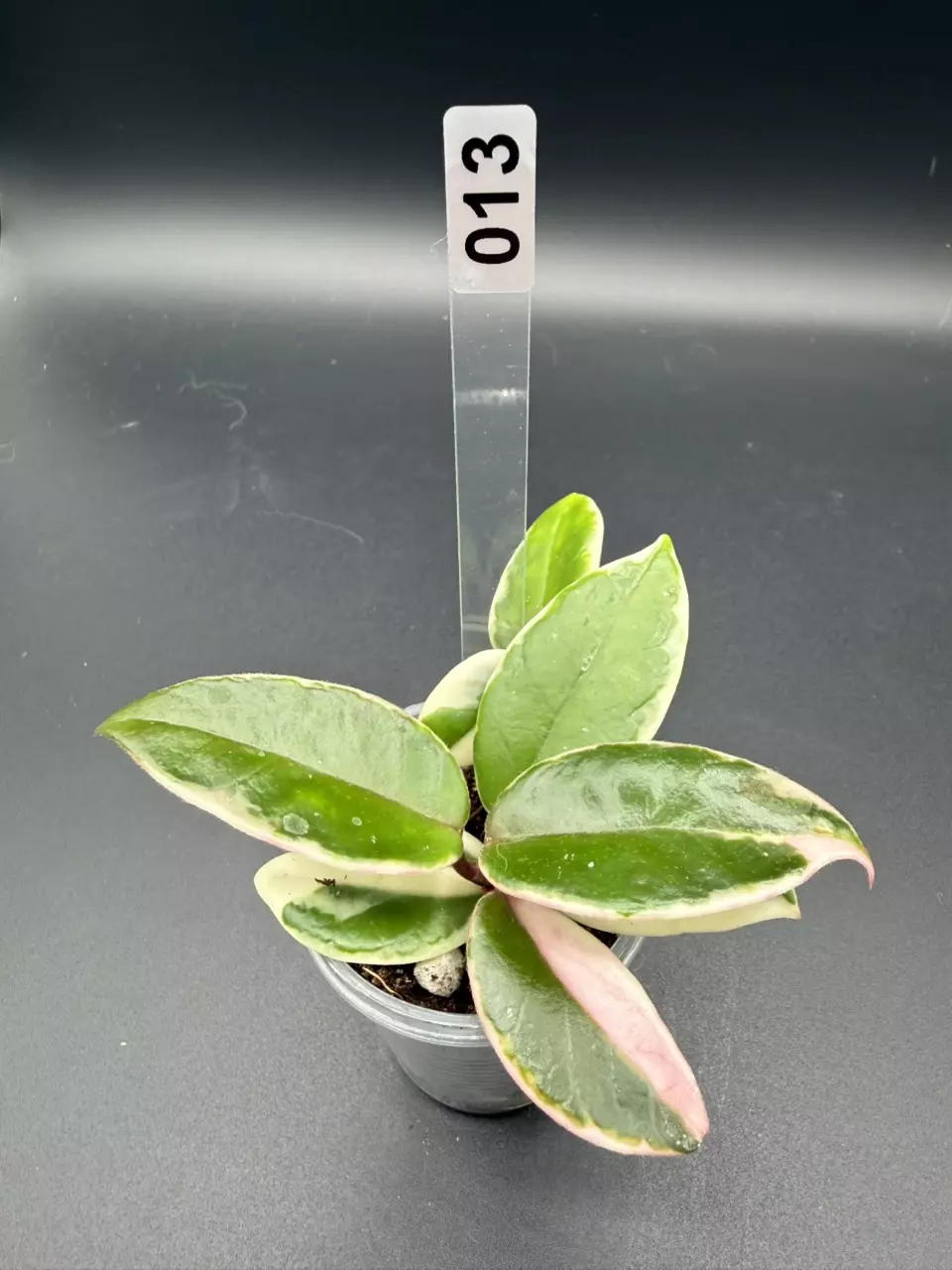 013 Hoya Flamingo Dream thumbnail