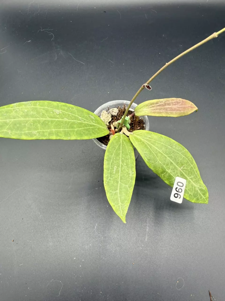 96 ilagiorum thumbnail