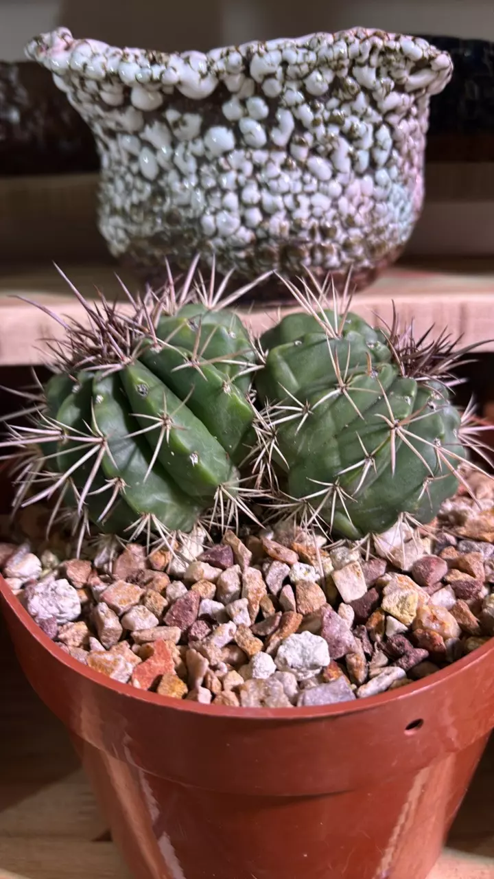 Melocactus Conoideus thumbnail