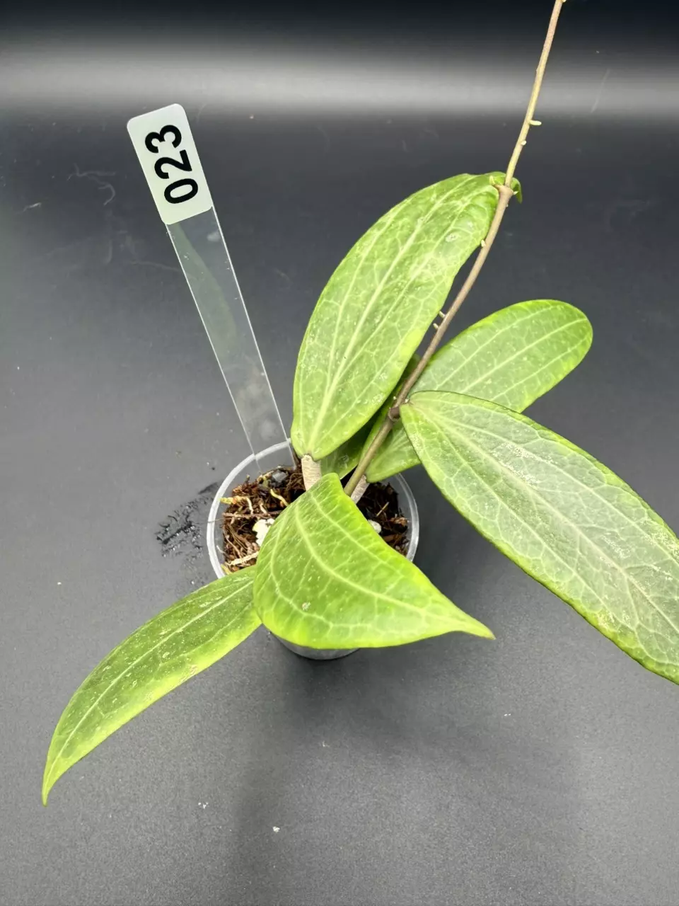 023 ilagiorum thumbnail