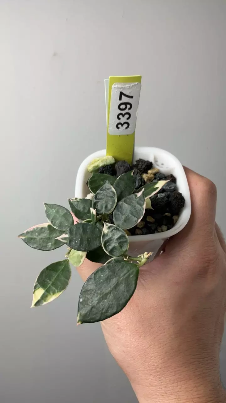 3397 Lac asami clone 2 in SWP thumbnail