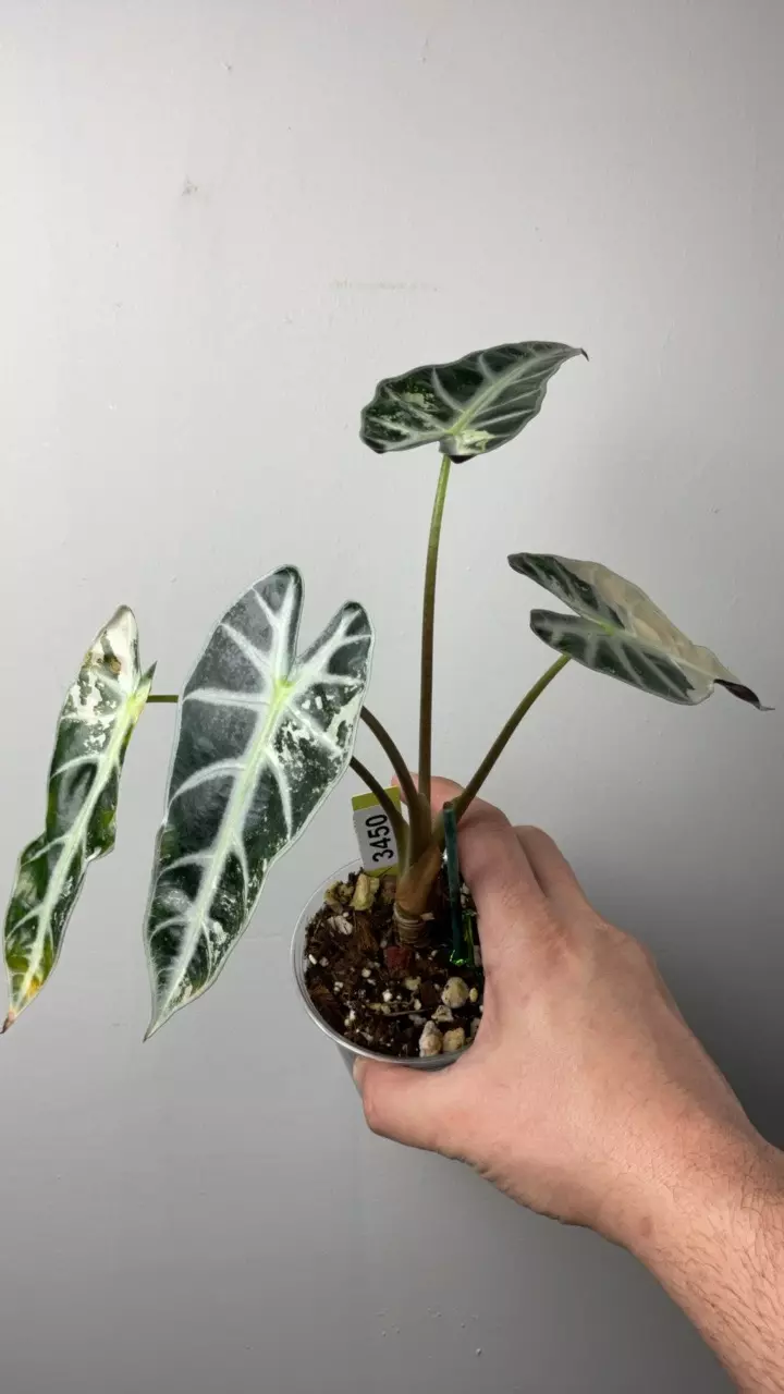 3450 Alocasia pink bambino thumbnail