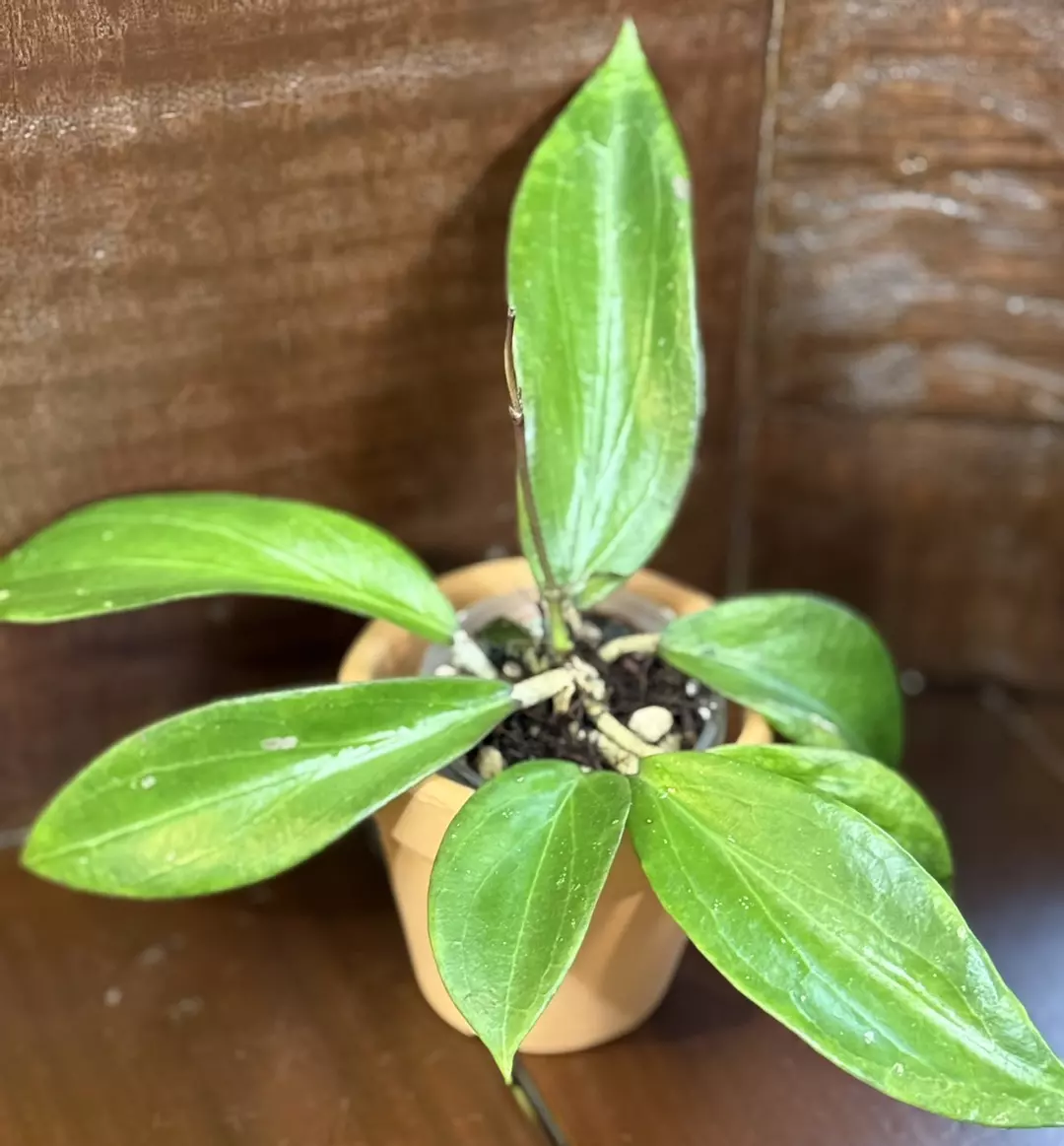 d480 ABL017-03 (Genevieve x OCS) thumbnail