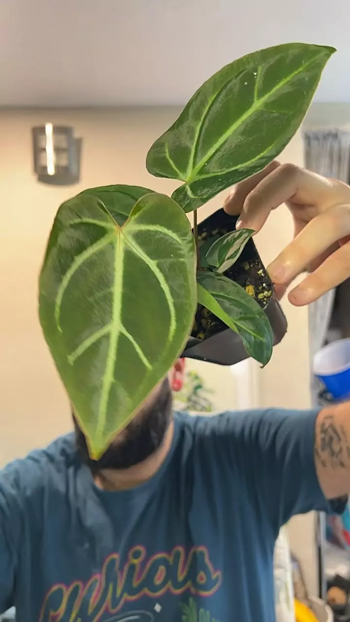 Doc Block RC f2/pap blister x PL/Wild Rio #41 thumbnail