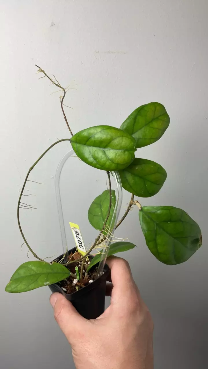 3076 Viola thumbnail