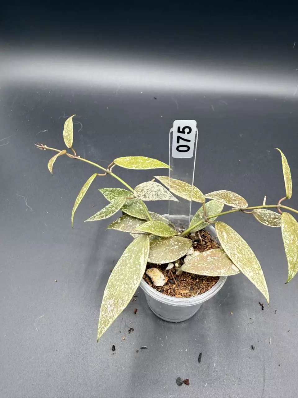 075 lacunosa Laos (Splash) thumbnail