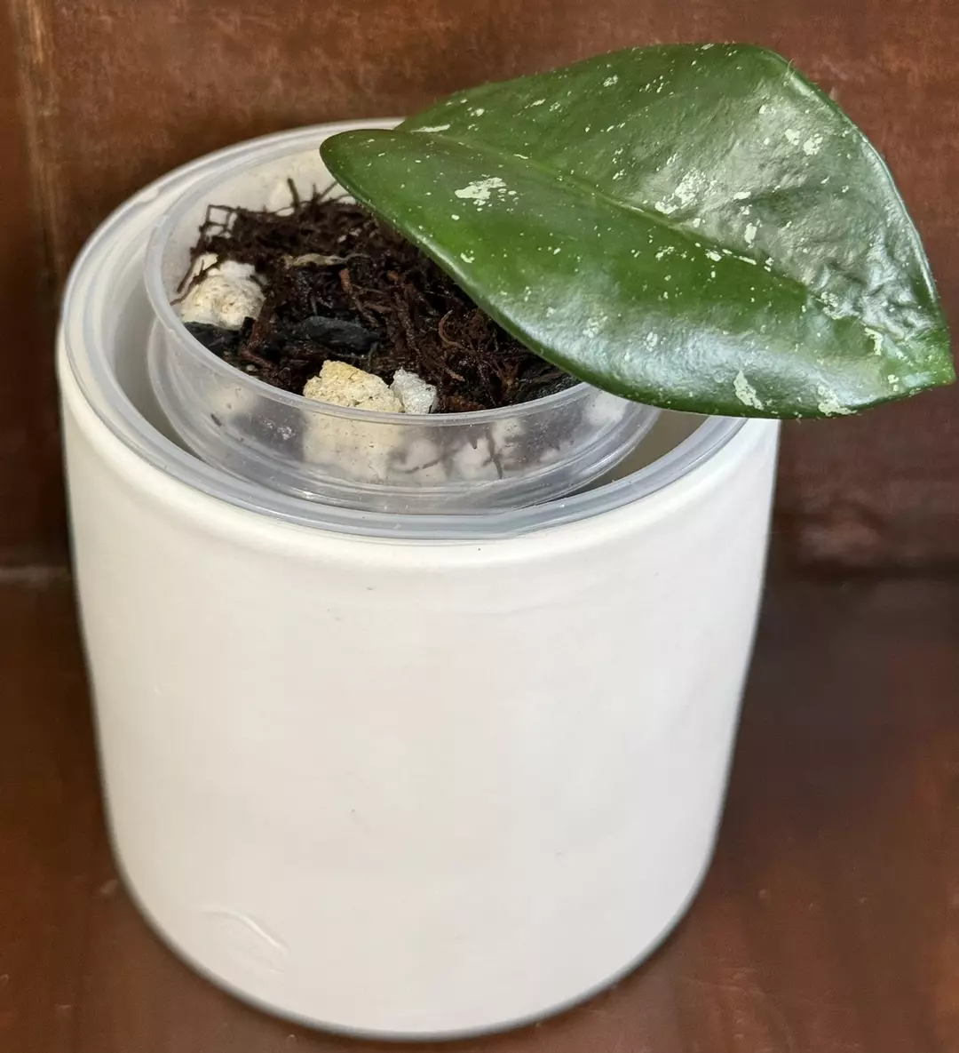 d470 ‘Ligia’ RHM001 thumbnail