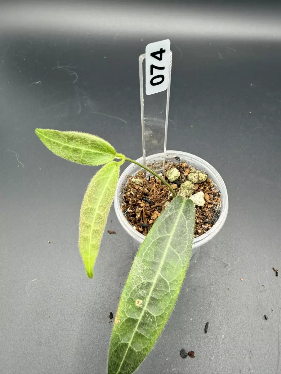 074 hypolasia narrow leaf thumbnail