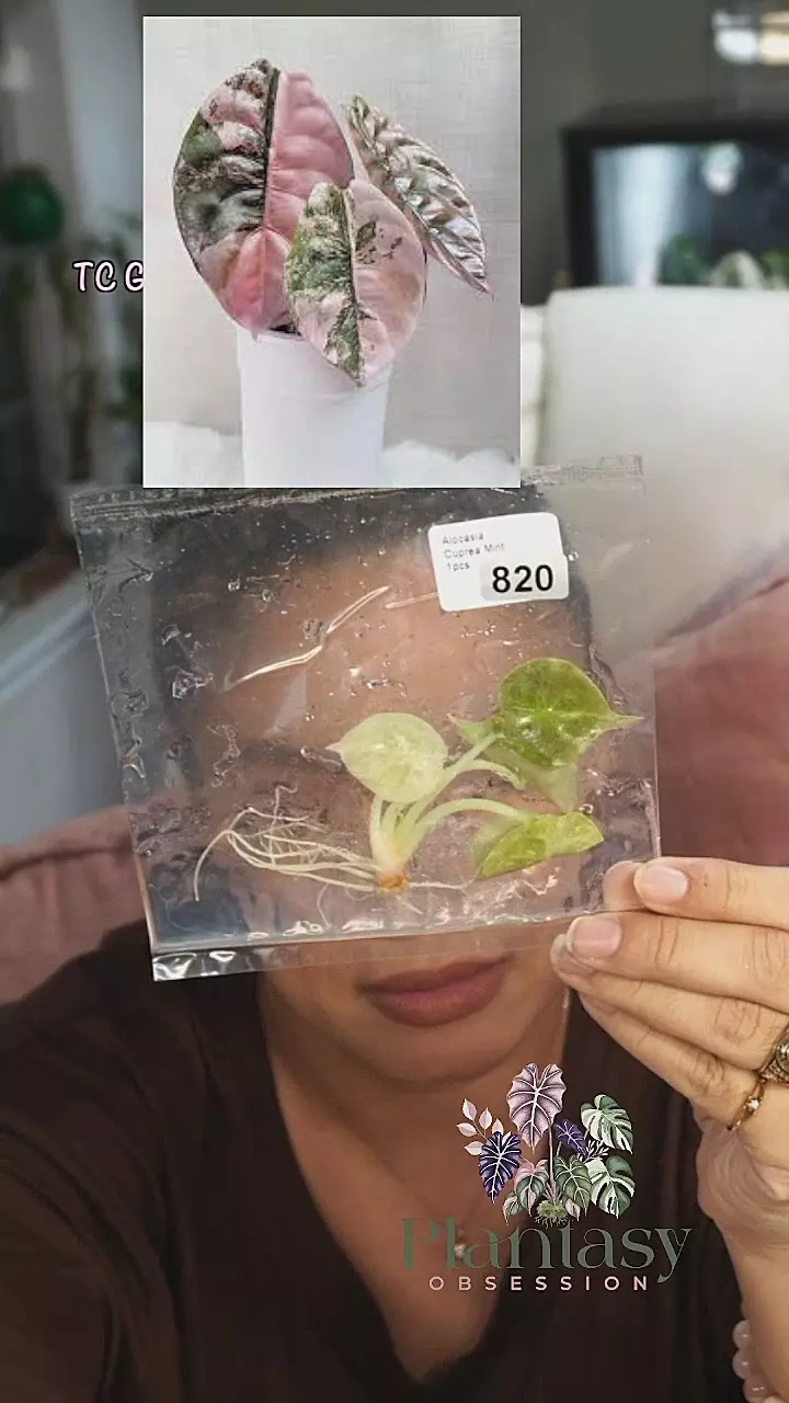 820 pink mint Cuprea thumbnail