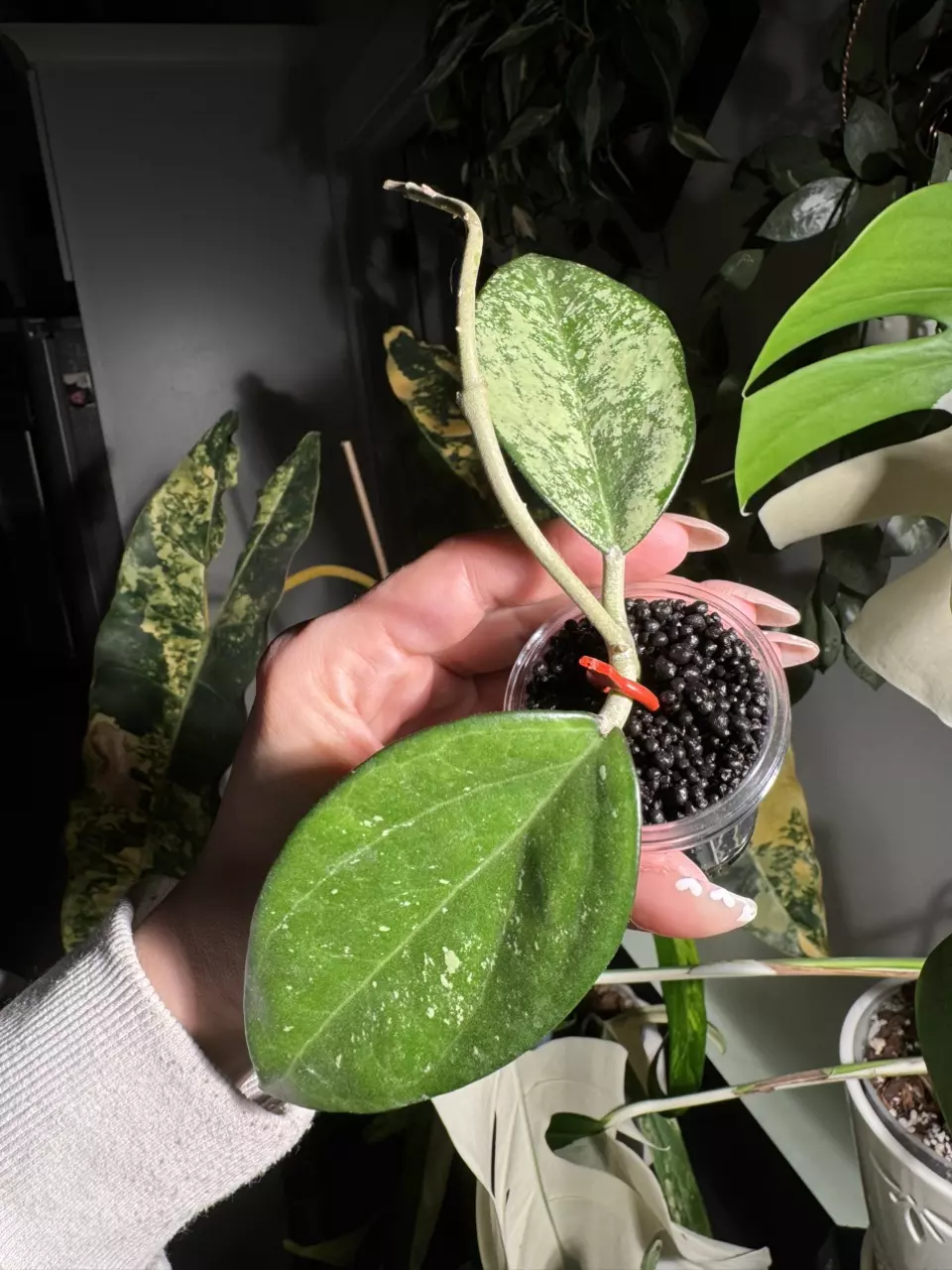 0182 hoya patcharawalai splash thumbnail