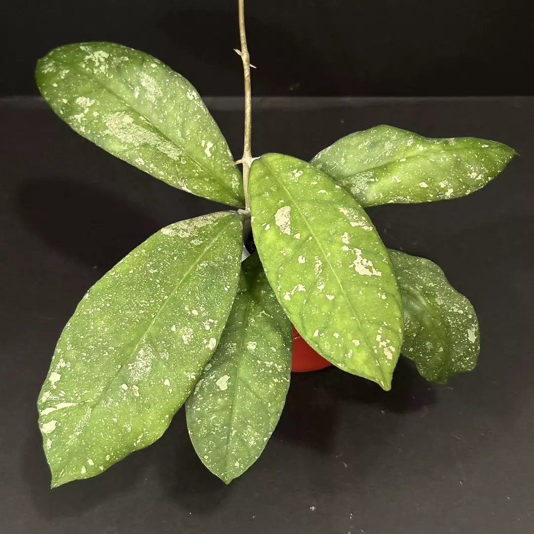 0624 Hoya GEH2418-21 (GEH 'Moonglow' x AH 'Blue Stone') thumbnail