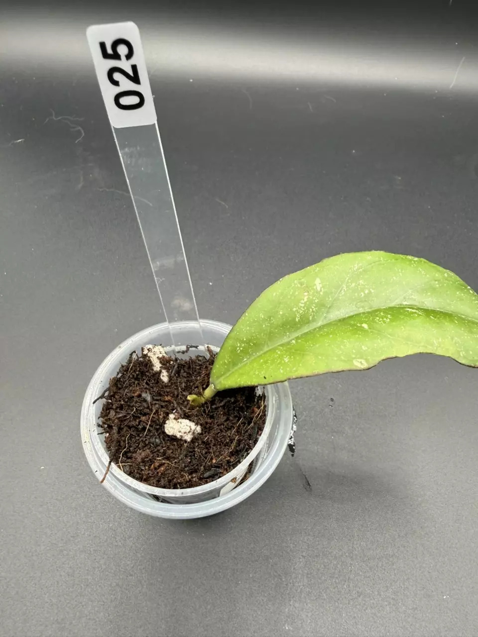 025 Hoya GEH2507-TV1 (elephant x nap3) thumbnail