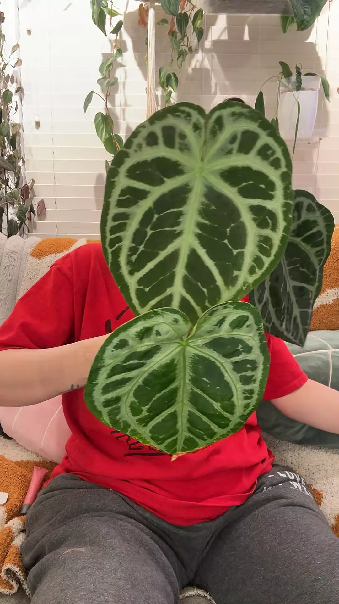 Pink Lemonade F1 MAMA thumbnail