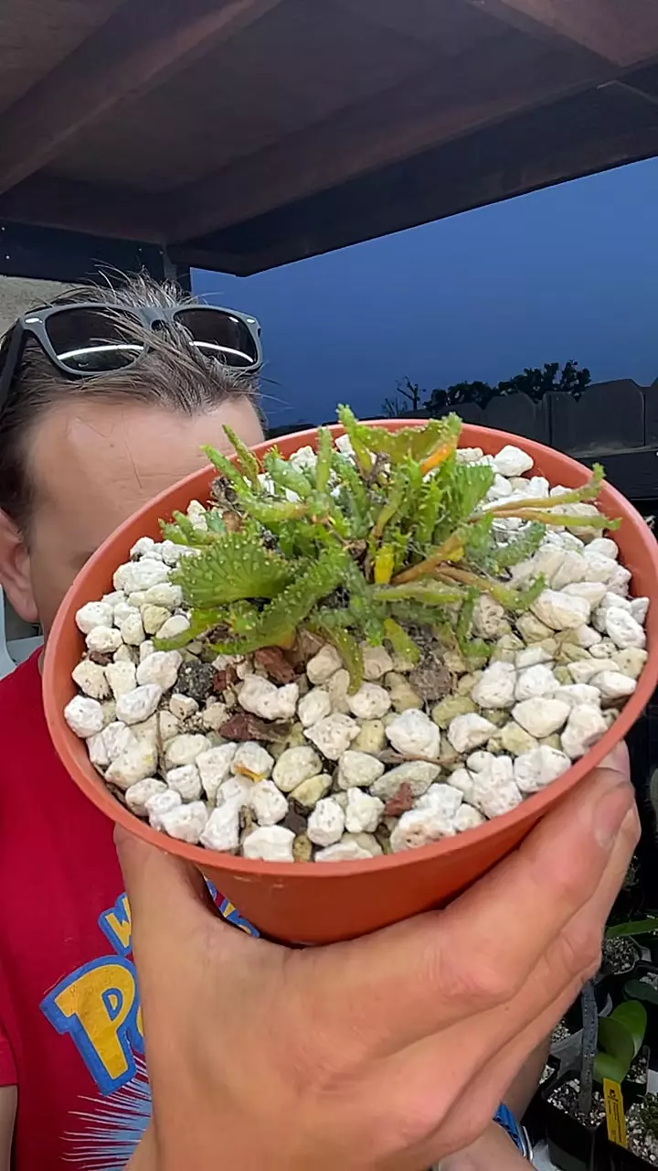 Euphorbia flanaganii monstrose thumbnail