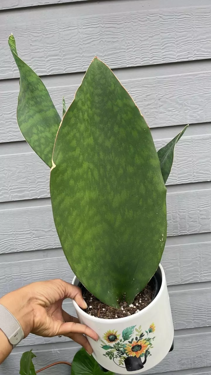 whale fin sansevaria thumbnail