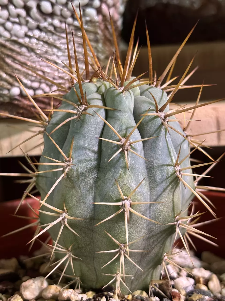 Azureocereus Hertlingianus thumbnail