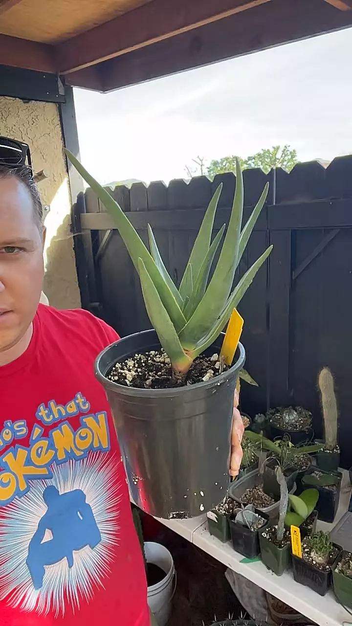 Aloe Hercules H3 thumbnail