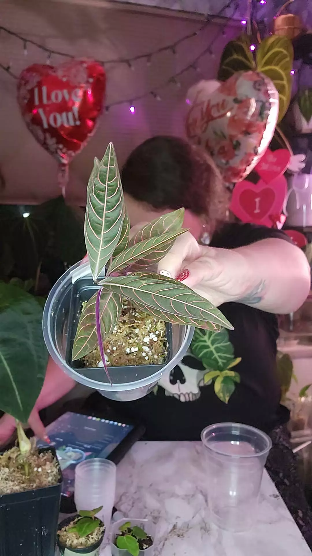 rubiaceae sp el pangui purple thumbnail