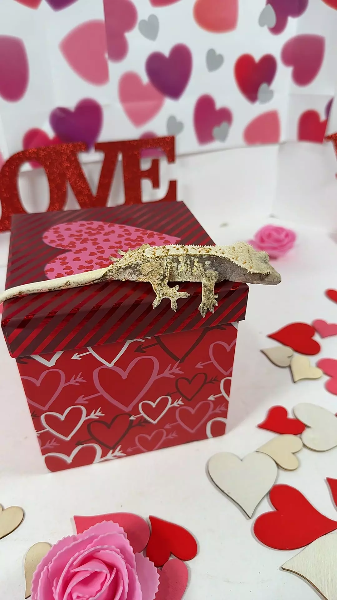 prob female 27g, 24HwFren0727 thumbnail