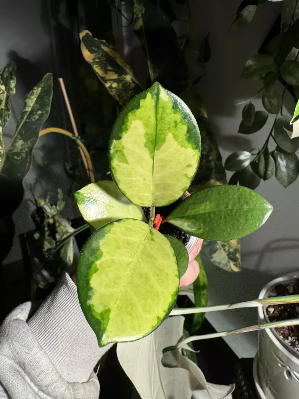 0237 hoya australis lisa thumbnail