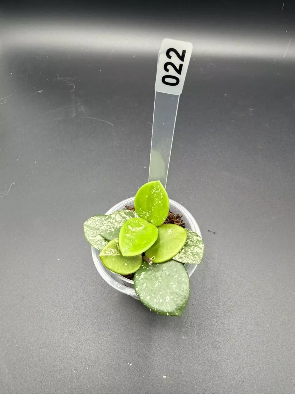 022 Hoya Mathilde (splash) thumbnail