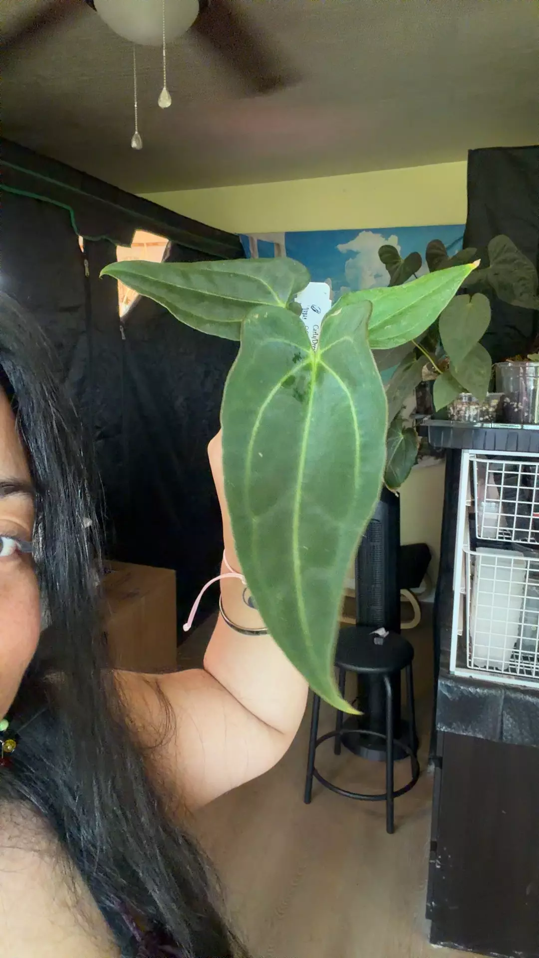 85 (Carla x dress) x OG Carla thumbnail