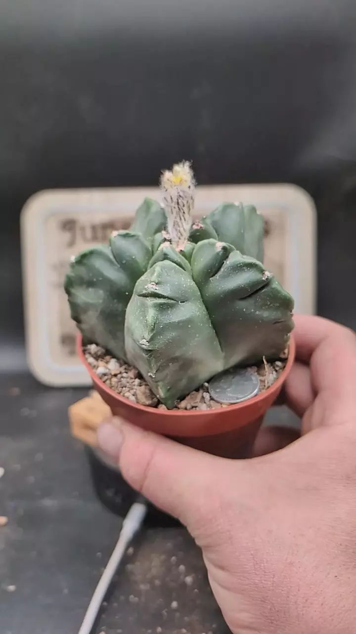 q284 notchy Astro myrio 4" pot thumbnail
