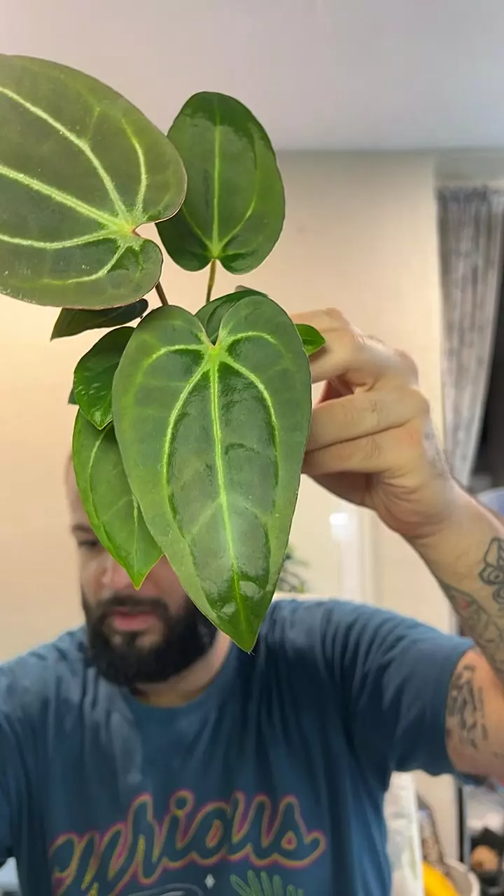 Doc Block RC f2/pap blister x PL/Wild Rio #40 thumbnail