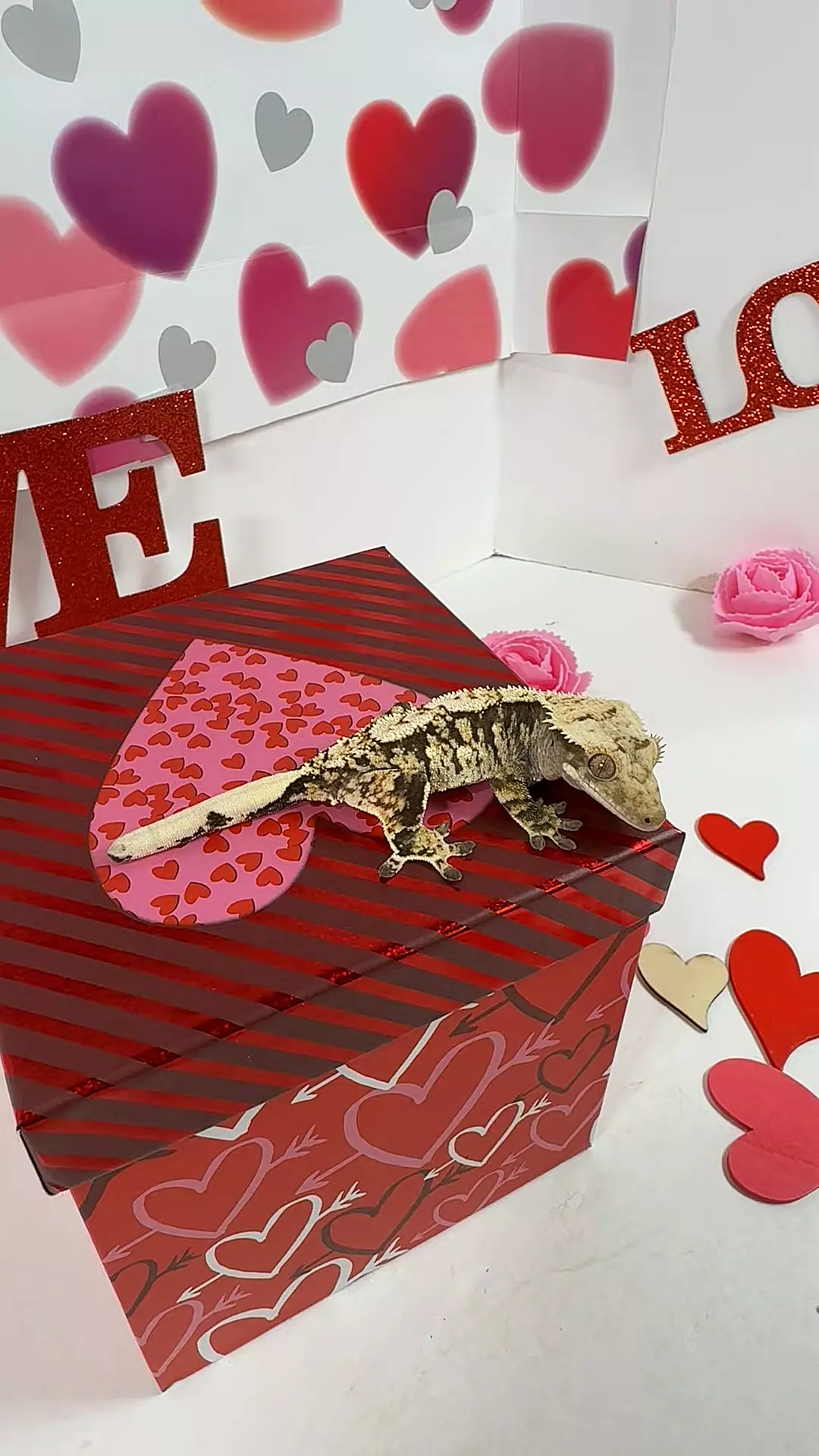 male 18g, 24SouWoo1121 thumbnail