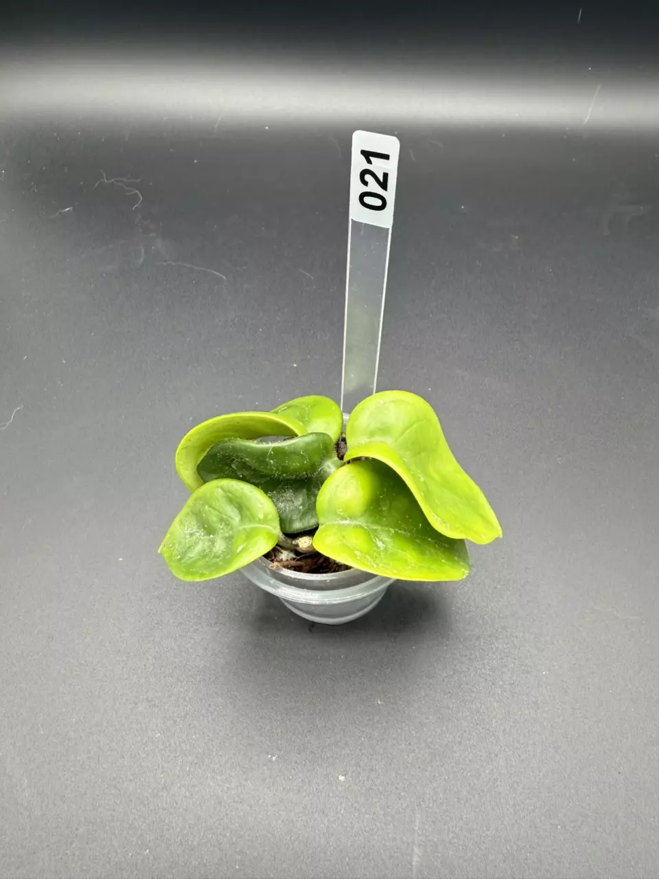 021 Swiffer's tail' thumbnail