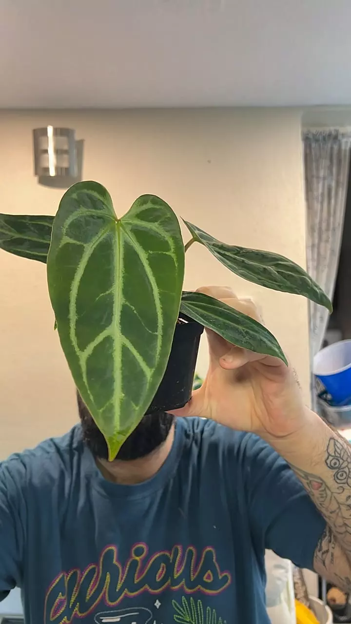 Doc Block RC f2/pap blister x PL/Wild Rio #38 thumbnail