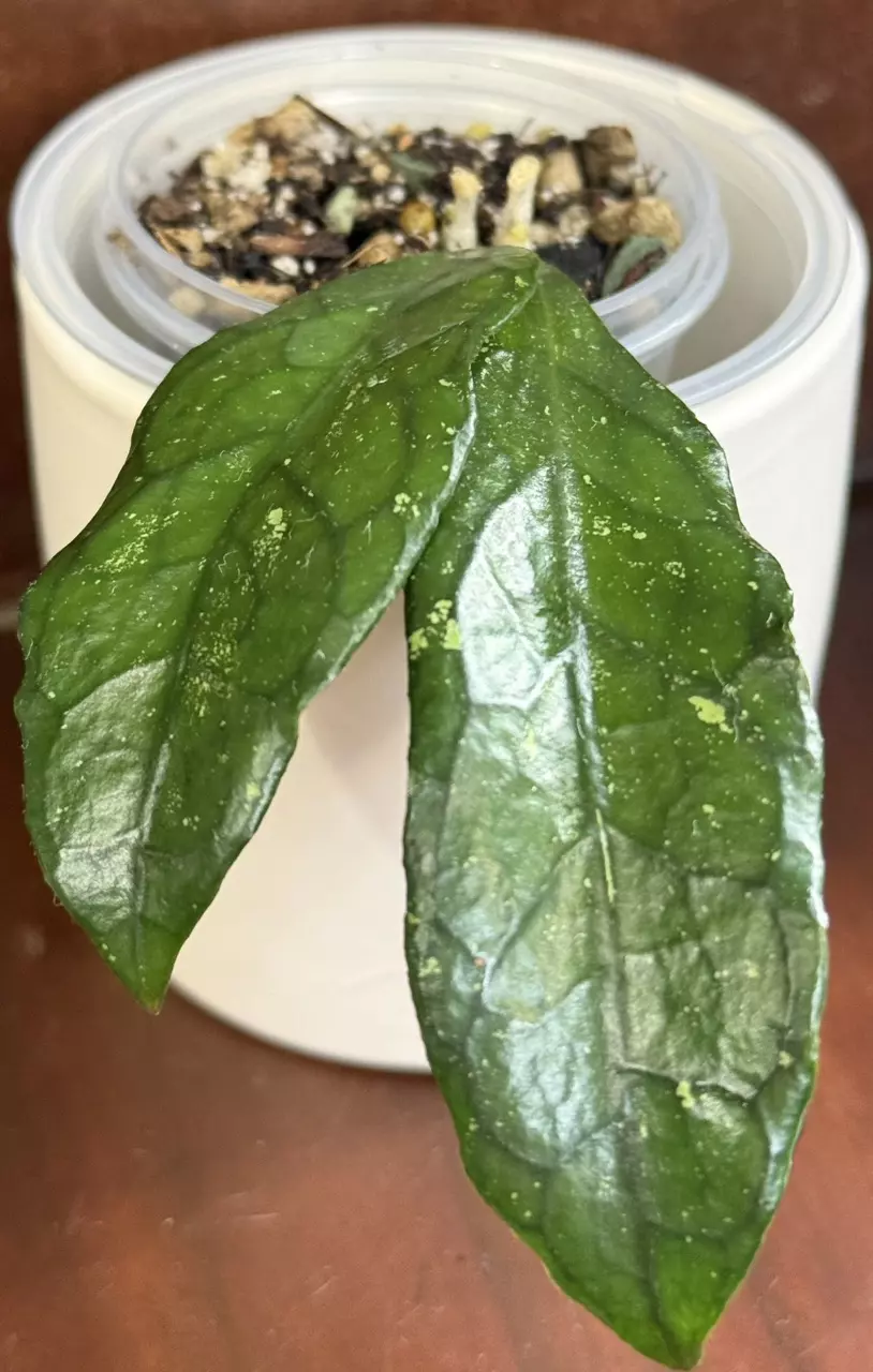 d471 RHM24116-AL13 (‘Michele’ x seed) thumbnail