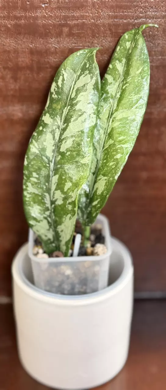 d469 Griffithii Splash thumbnail