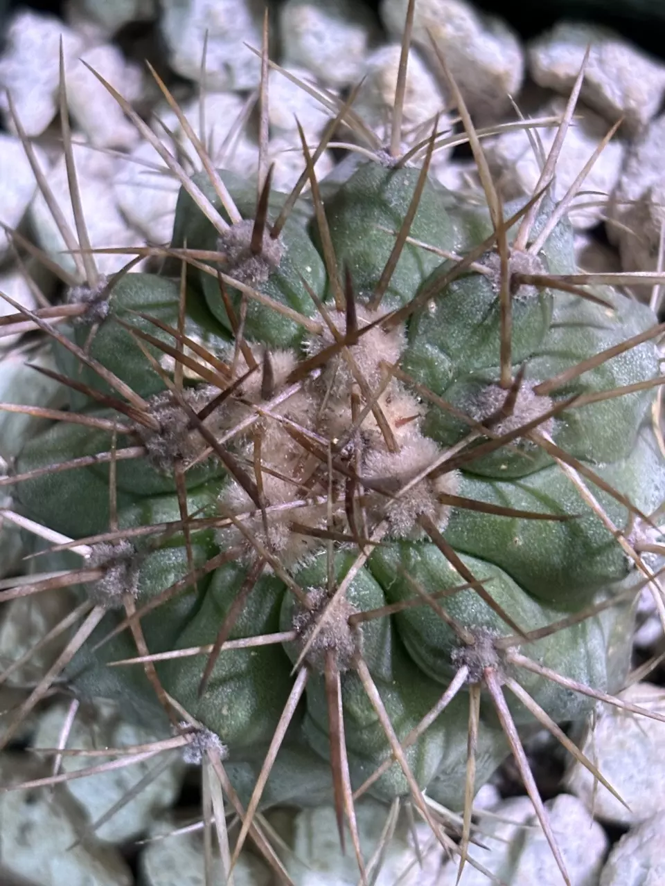Copiapoa Haseltoniana thumbnail