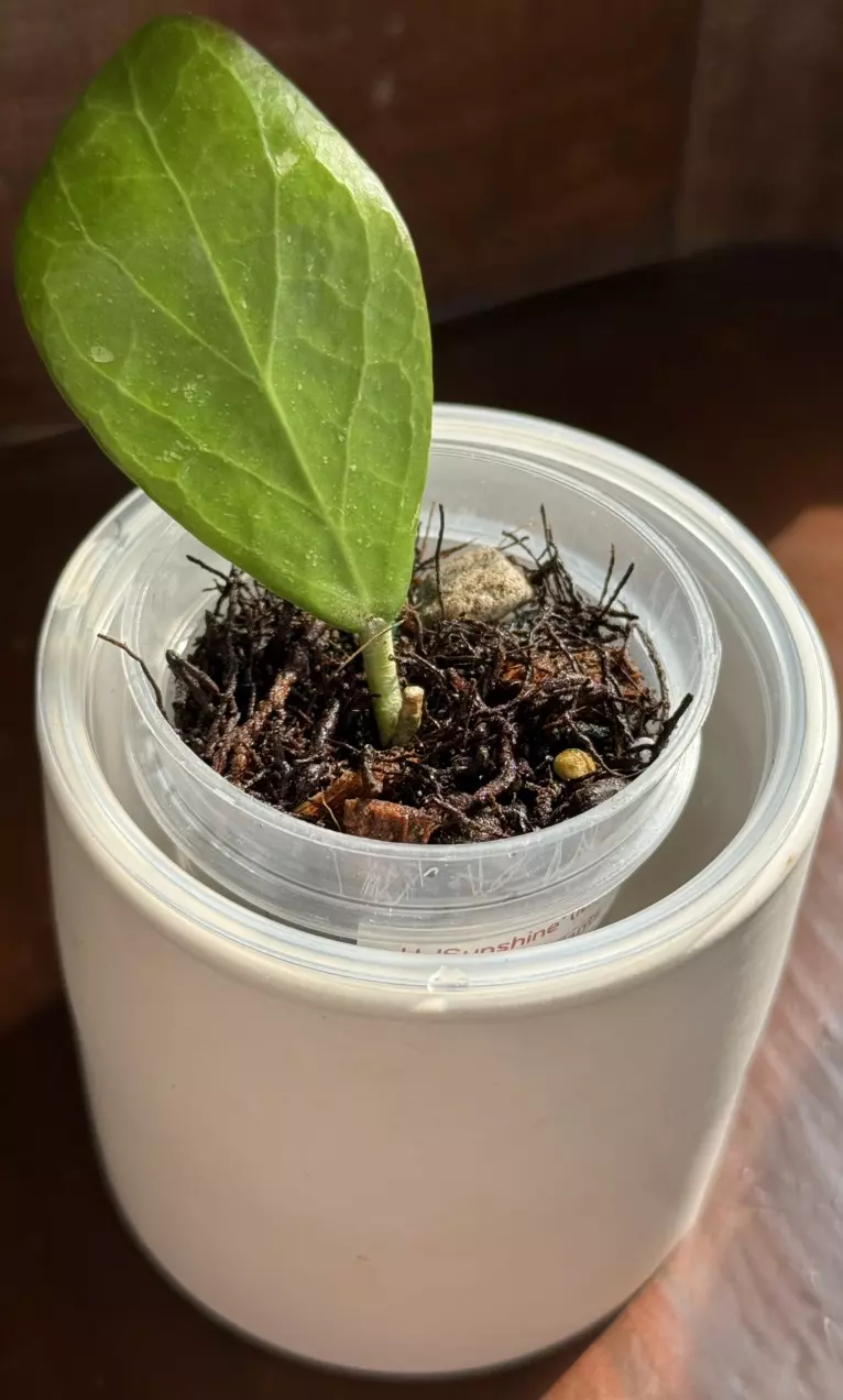 d467  ‘Sunshine’ (MB 1594B) thumbnail