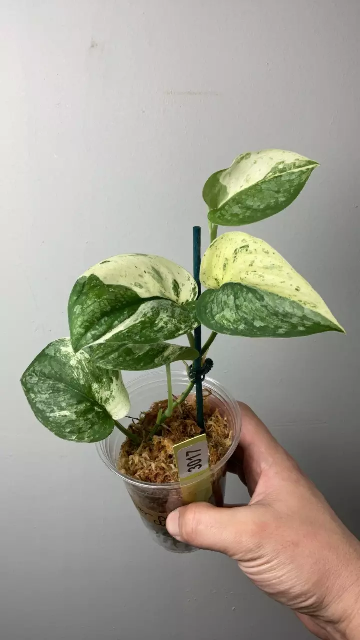 3017 Silver Dark Cloud thumbnail