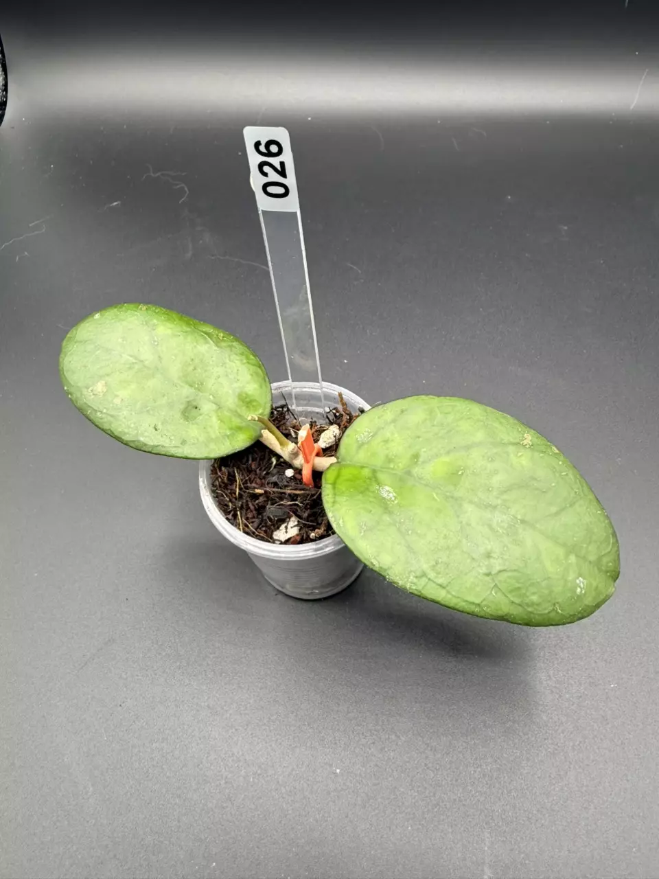 026 'Richardo' thumbnail