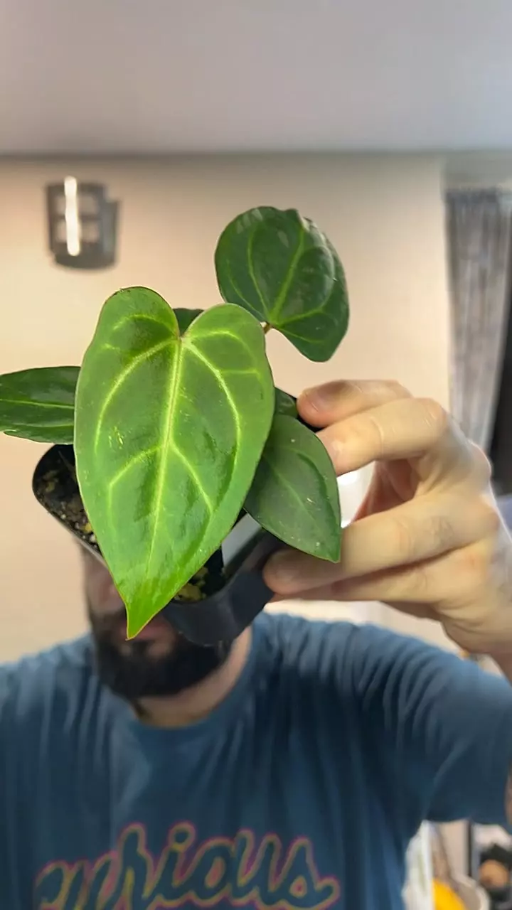 Doc Block RC f2/pap blister x PL/Wild Rio #39 thumbnail