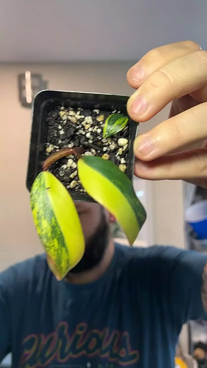 Philo strawberry shake thumbnail