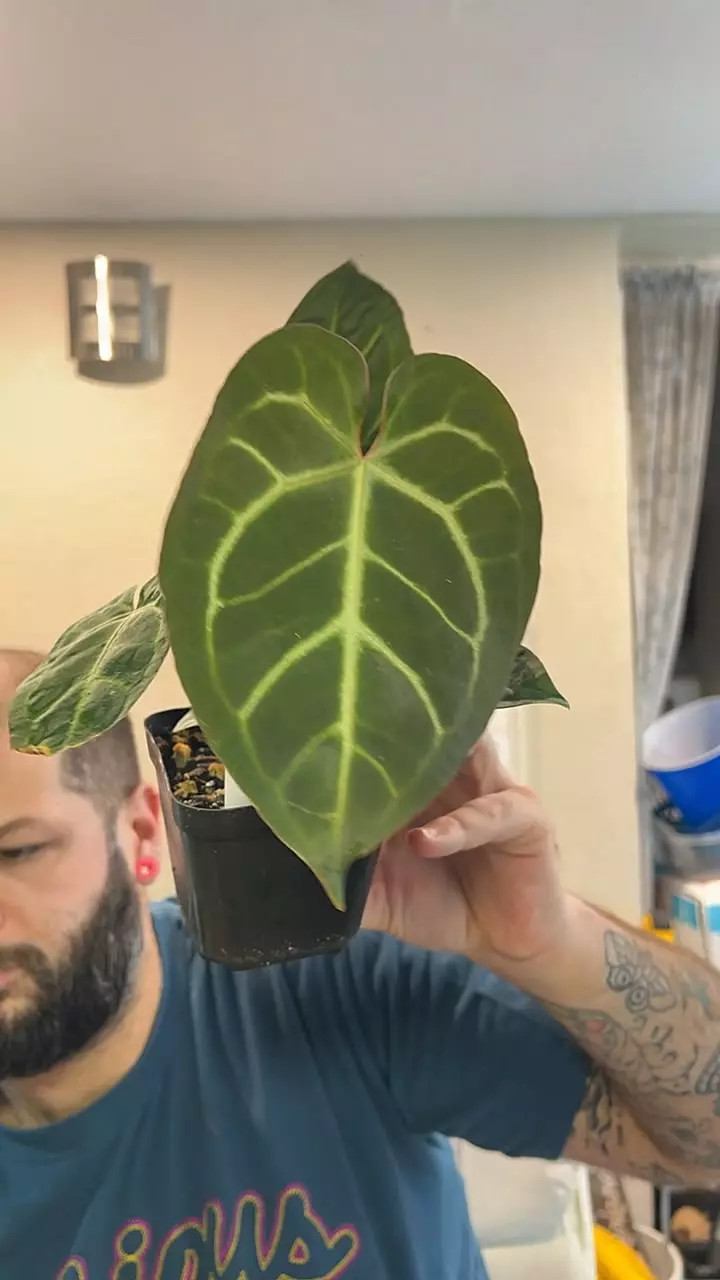 Doc Block RC f2/pap blister x PL/Wild Rio #37 thumbnail