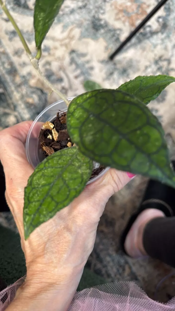 101 finlaysonii thumbnail