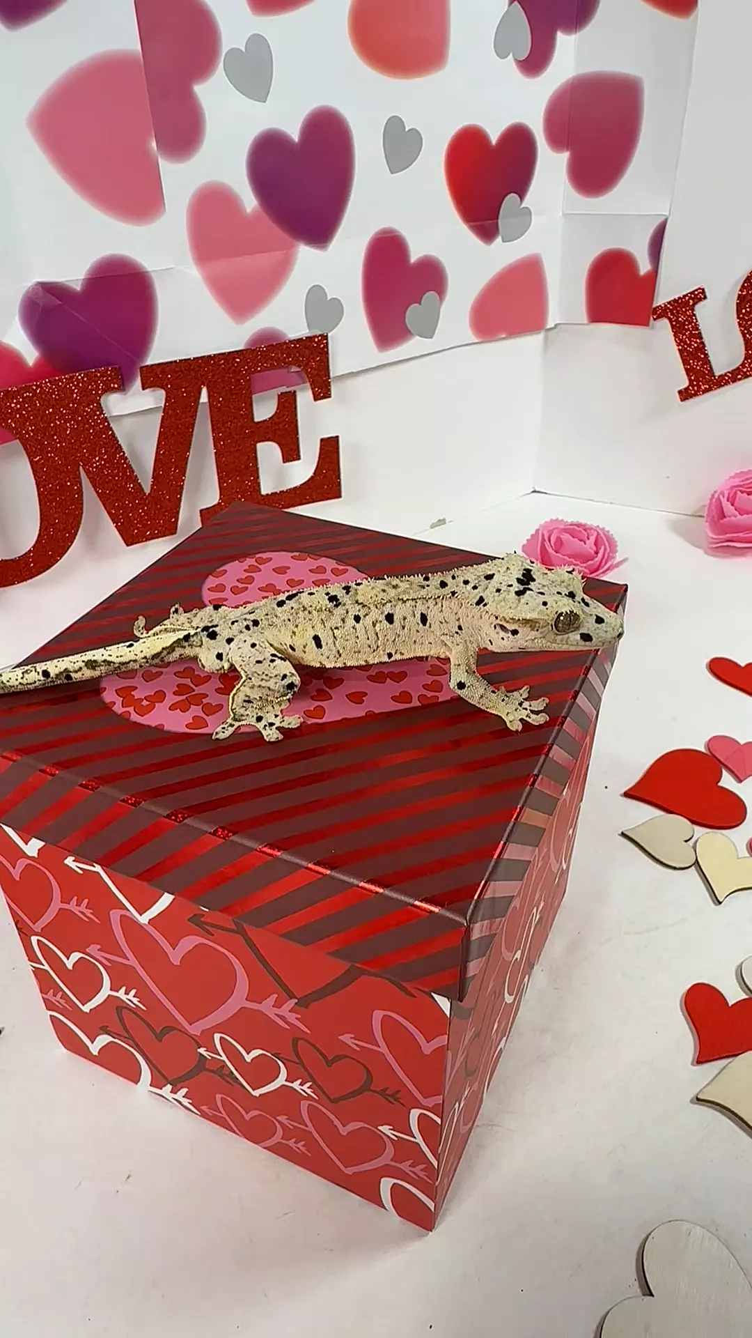 male 25g, 24RPTw0814 thumbnail