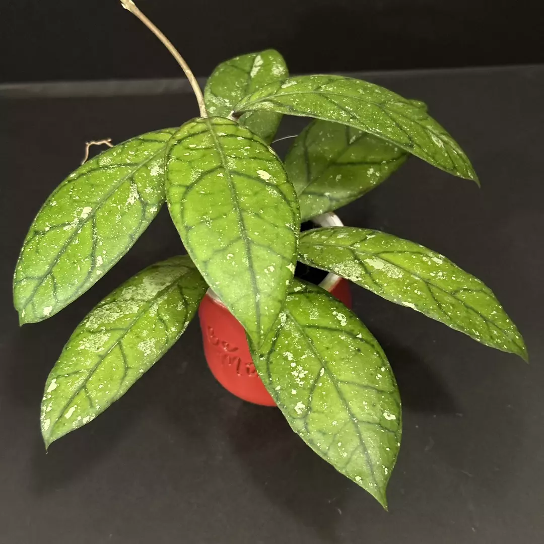 0617 Hoya GEH2418-12 (GEH 'Moonglow' x AH 'Blue Stone') thumbnail